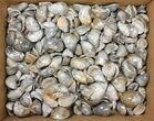 Lot: Polished, Fossil Oyster Shells - ~ Pieces #133807-1